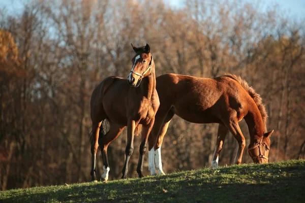 Lovak a háttérben az őszi fák — Stock Fotó