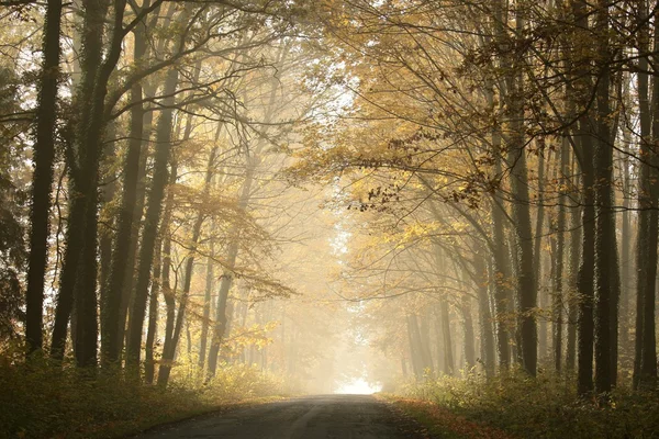 Floresta de outono ao amanhecer — Fotografia de Stock