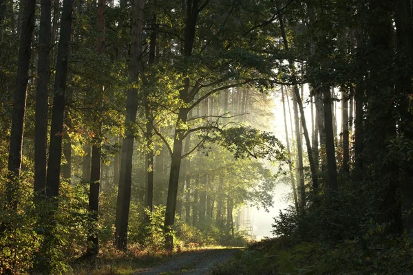 Waldweg im Morgengrauen — Stockfoto