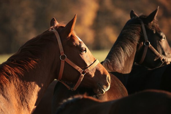 Голова лошади в сумерках
