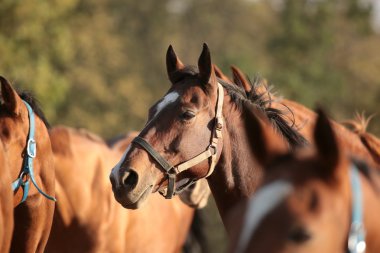 alacakaranlıkta bir at kafası