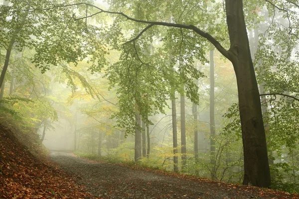 Chemin forestier dans le brouillard — Photo