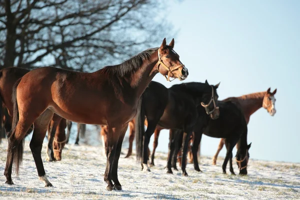 Hästarna på morgonen — Stockfoto
