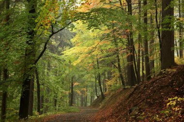 Sonbahar ormanı boyunca yol