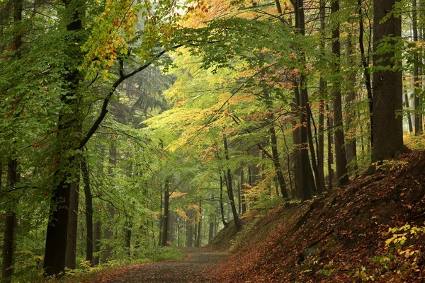 Sonbahar ormanı boyunca yol — Stok fotoğraf