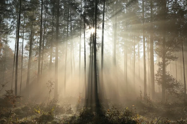 Herfst naaldhout bos — Stockfoto