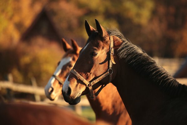 Лошадь в сумерках
