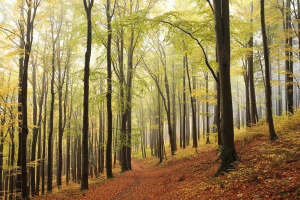 Осінній бук Лісовий — стокове фото
