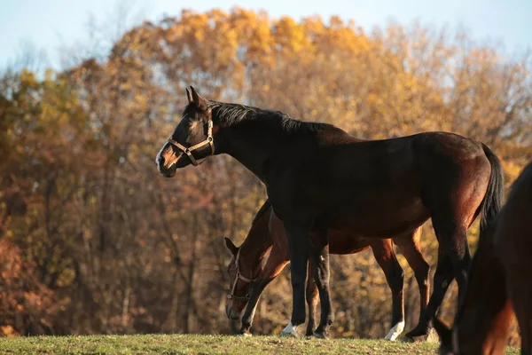 Paard in de schemering — Stockfoto