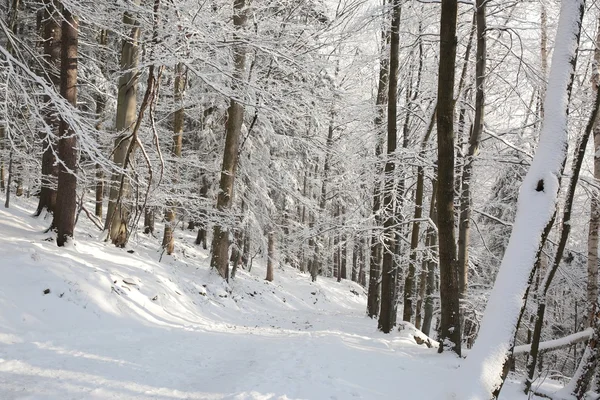 Trail through the winter woods — Stock Photo, Image