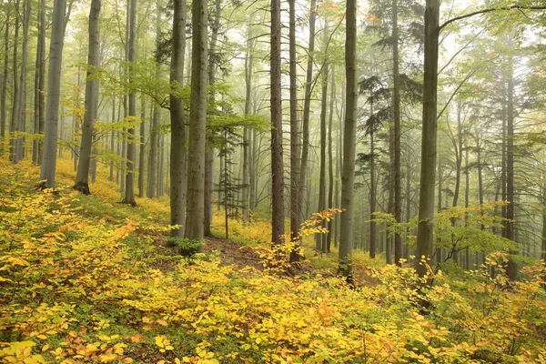 Buchenwald zum Herbstanfang — Stockfoto