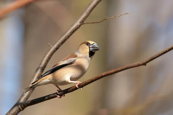 Hawfinch on a twig — Stock Photo, Image