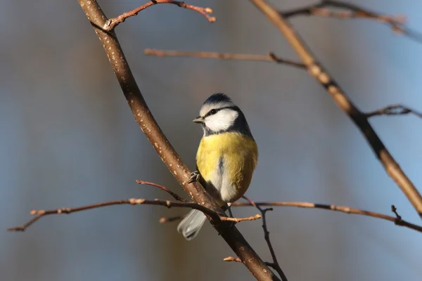 Blue tit  on a twig — Stock Photo, Image