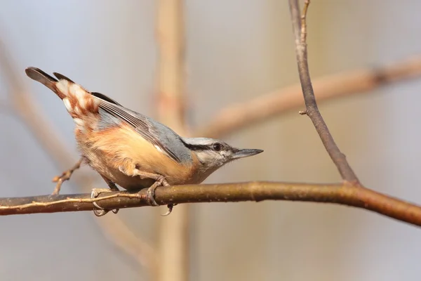 Nuthatch on a twig — Stock Photo, Image