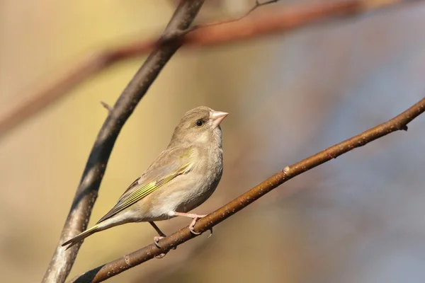 Roselin vert sur une brindille — Photo