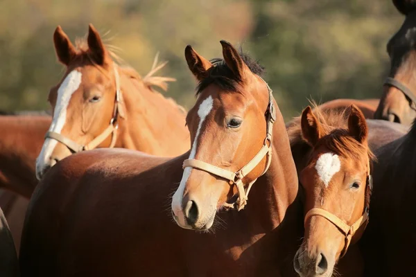 Horses in a pasture — Stock Photo, Image