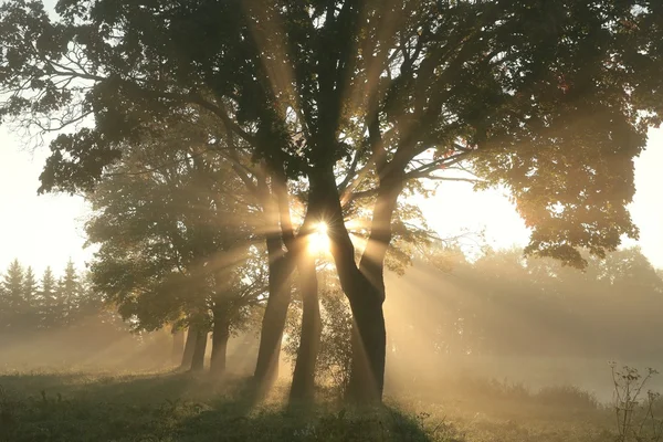 Árvores de bordo ao amanhecer — Fotografia de Stock