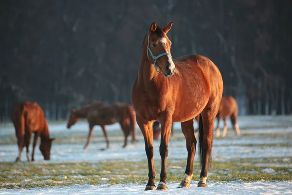 Koně v zasněžené pastvině — Stock fotografie