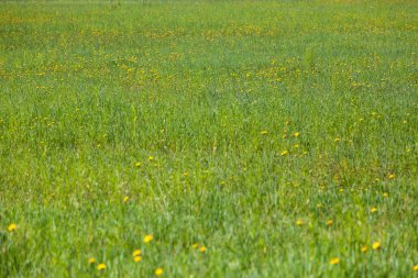 Yeşil çim taze arka plan. Bahar alan doku