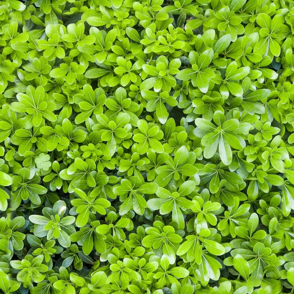 Naturlig grön bladstruktur — Stockfoto