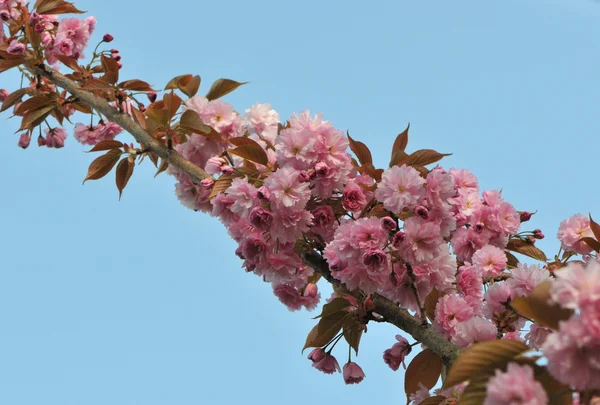 Langer Zweig mit rosa Kirschblüten — Stockfoto