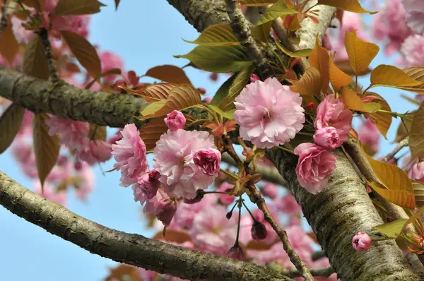 Rosafarbene Kirschblüte entlang der Äste — Stockfoto