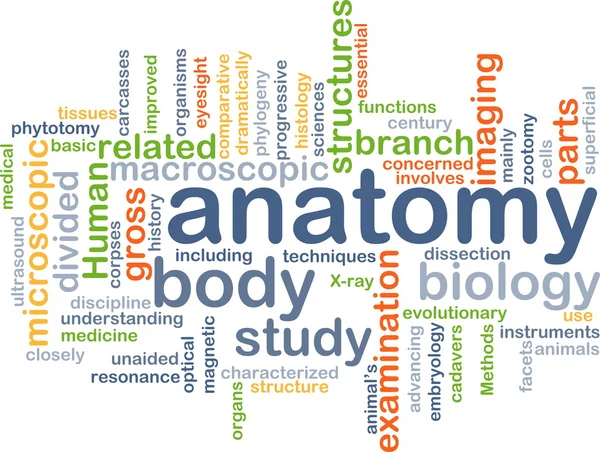 Anatomie Wordcloud Konzept Illustration — Stockfoto