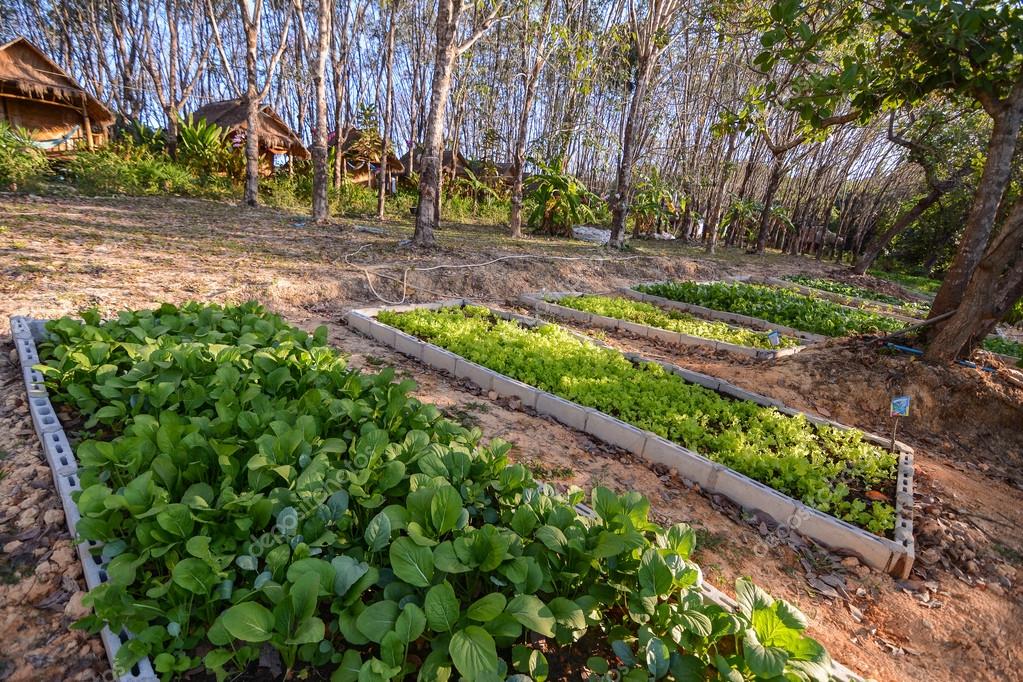 Salad farm in rubber tree plantation — Stock Photo © cristi180884
