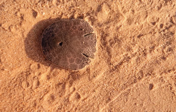 Sand dollar or sea cookie — Stock Photo, Image