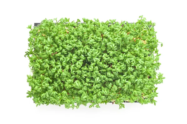 Cress sprouts isolated — Stock Photo, Image