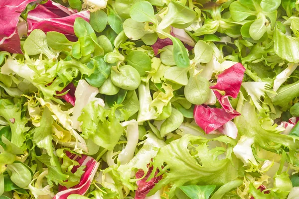 Mix di insalata vegetale — Foto Stock