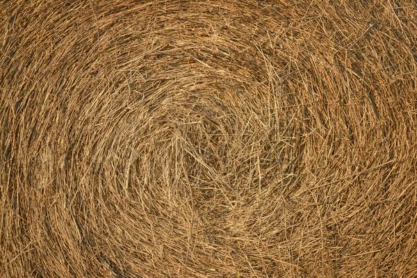 Dry hay texture — Stock Photo, Image