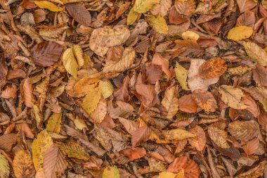 Sonbahar Yaprakları