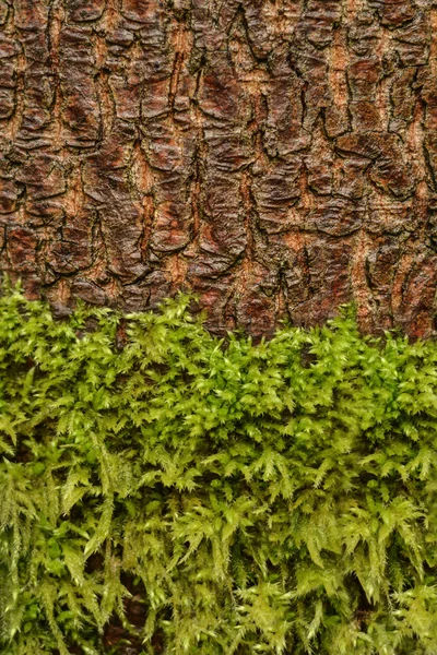 Muschio e struttura della corteccia dell'albero — Foto Stock