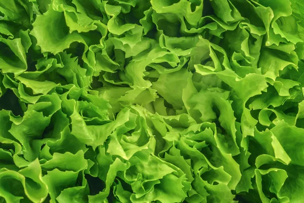 Lattuga insalata sfondo texture — Foto Stock