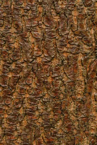 Tree bark texture — Stock Photo, Image