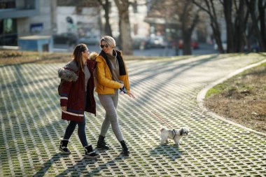 Şehir parkında evcil köpekleri Shih Tzu ile yürüyen iki genç bayan arkadaş..