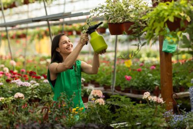 Neşeli kadın çiçekçisindeki sallanan bitkilerin üzerine su sıkıyor..