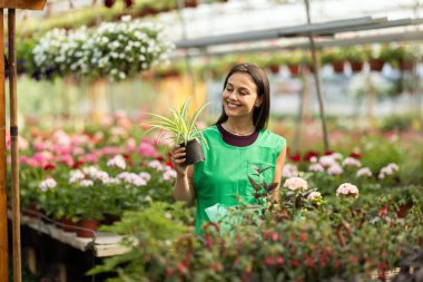 Mutlu bir bahçe çalışanı saksı bitkisini tutar ve takdir eder..