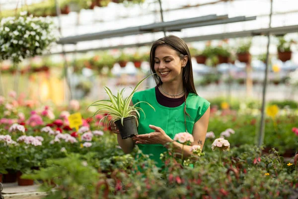 Mutlu bir bahçe çalışanı saksı bitkisini tutar ve takdir eder..