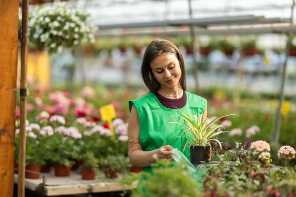 Mutlu bir bahçe çalışanı saksı bitkisini tutar ve takdir eder..