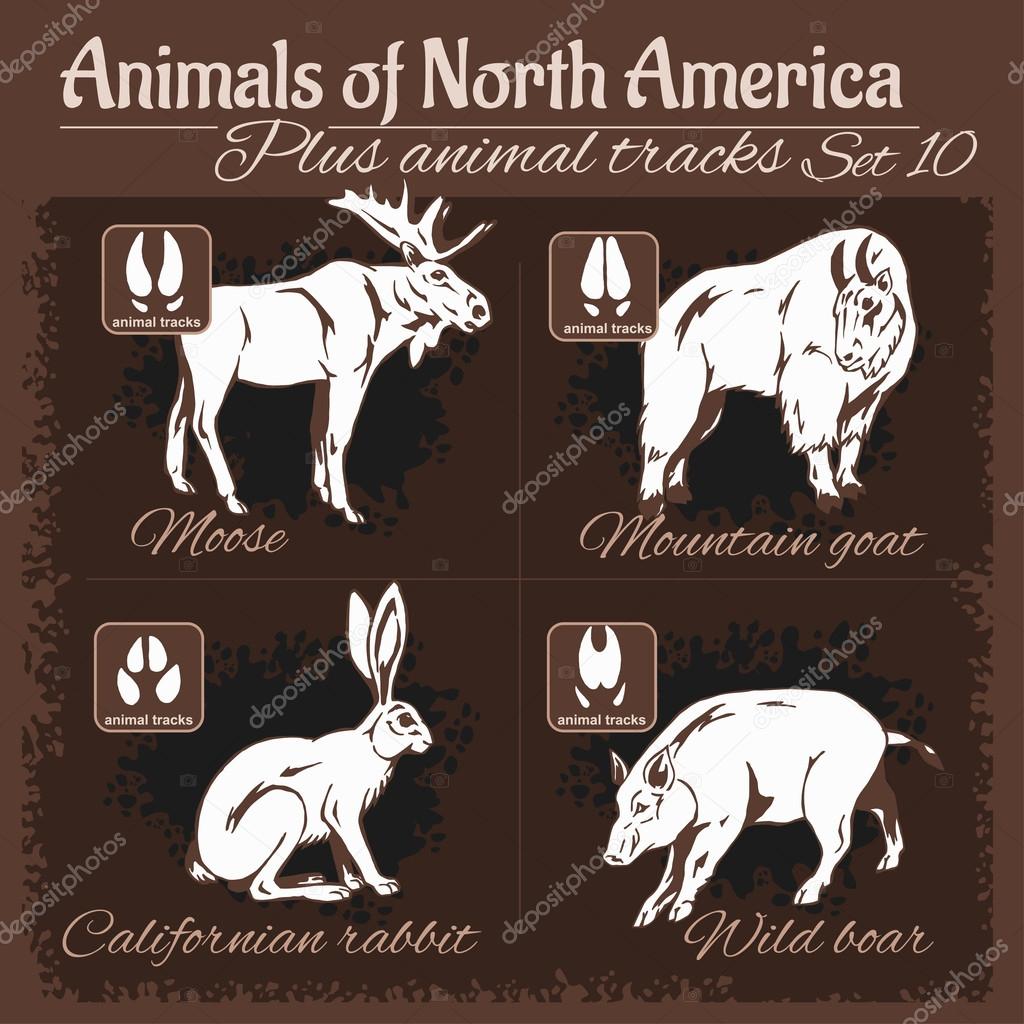 North America animals and animal tracks, footprints. Stock Vector Image by ©Digital-Clipart #109917090 North America animals and animal tracks, footprints. Stock Vector Image by ©Digital-Clipart #109917090