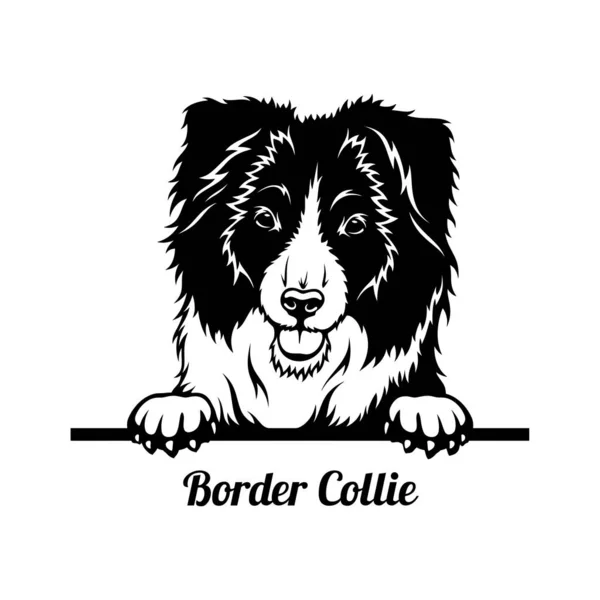 Border Collie Iconストックベクター ロイヤリティフリーborder Collie Iconイラスト ページ 5 Depositphotos