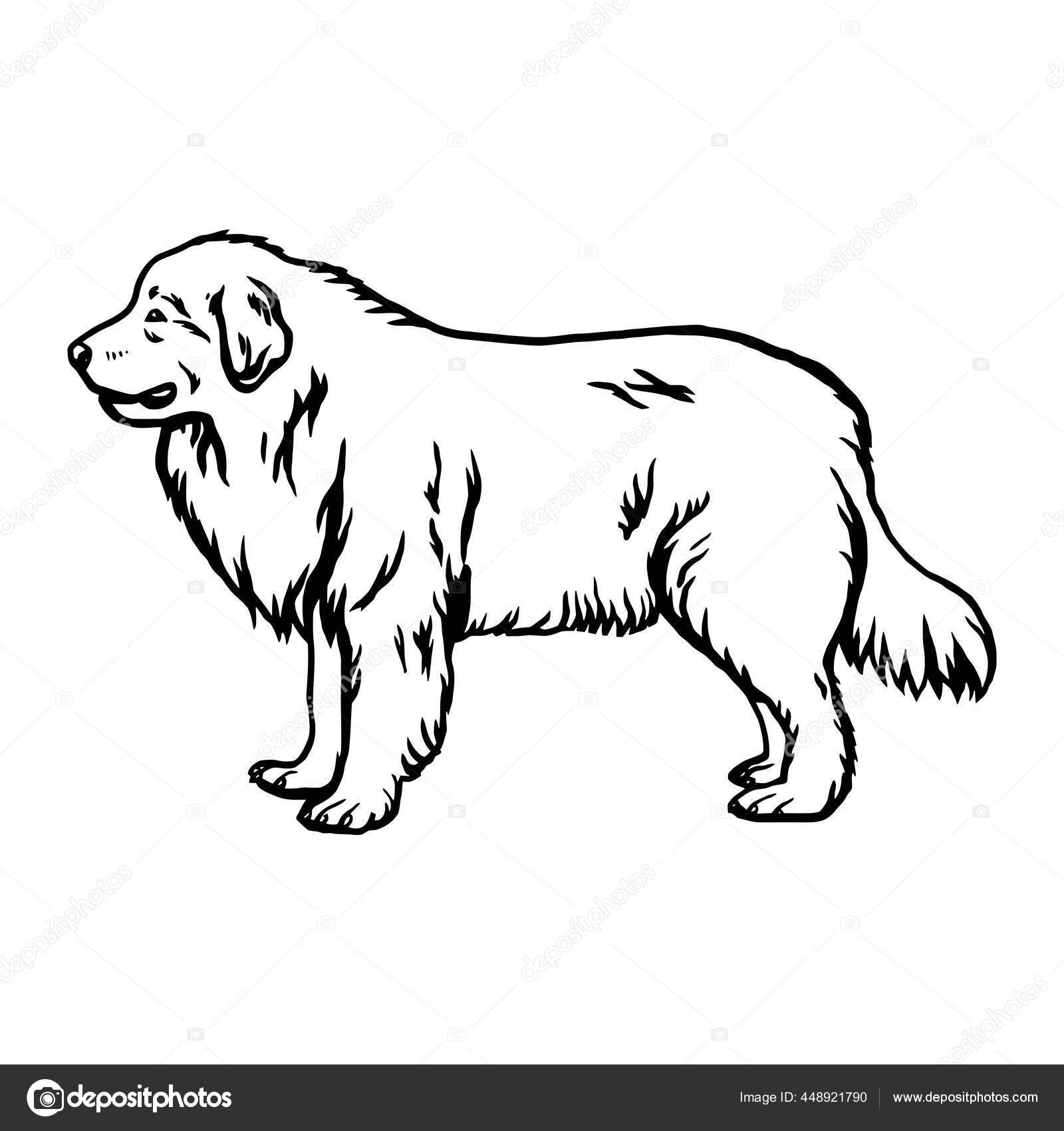 Great Pyrenees dog - vector isolated illustration on white background Stock  Vector Image by ©Digital-Clipart #448921790
