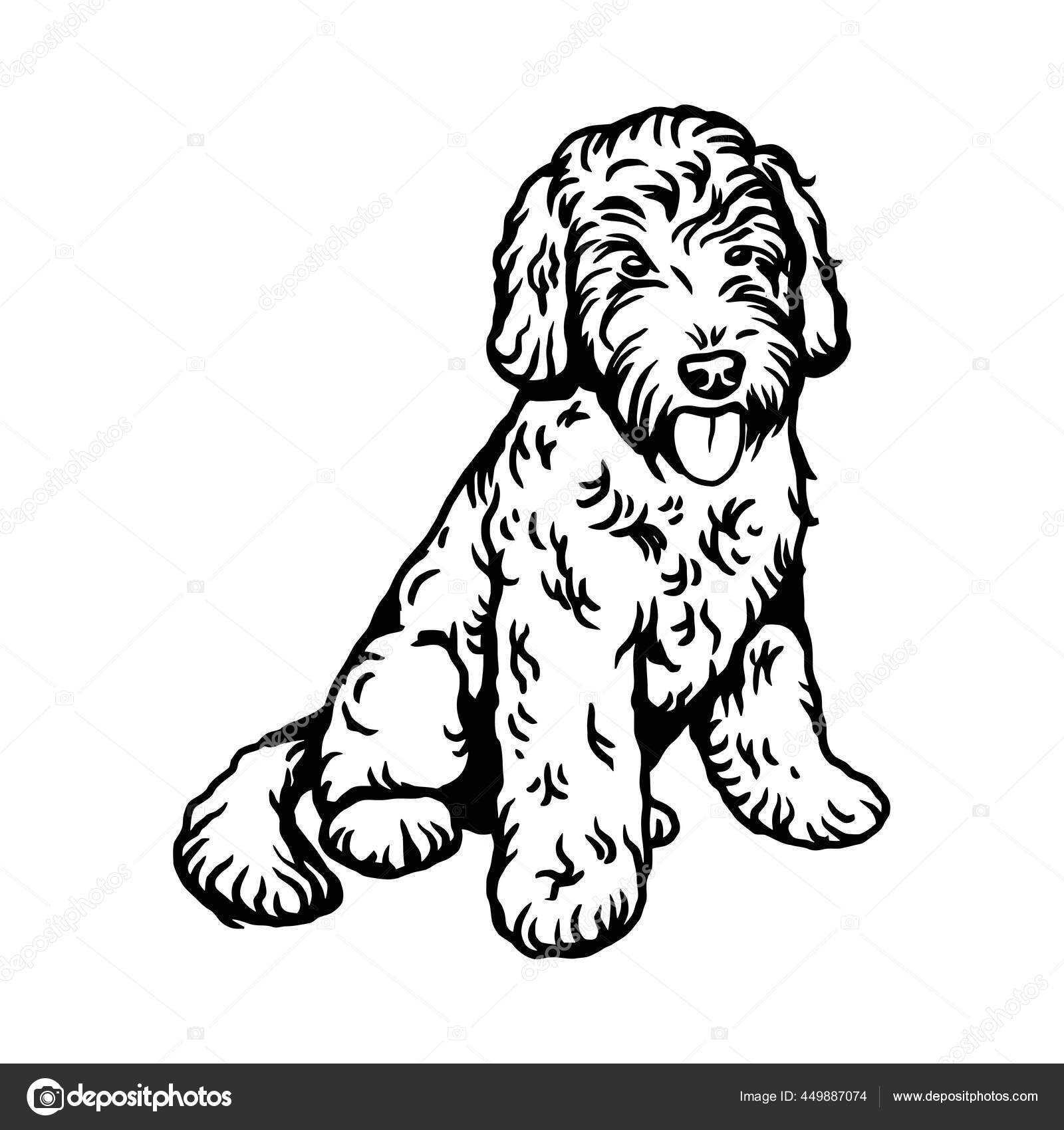 Labradoodle Mix dog vector isolated illustration on white background