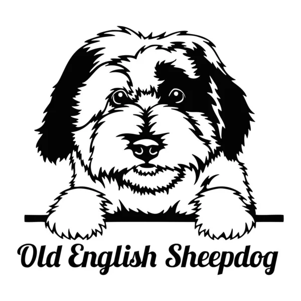 Viejo pastor ingles  Old english sheepdog, I love dogs, Sheepdog