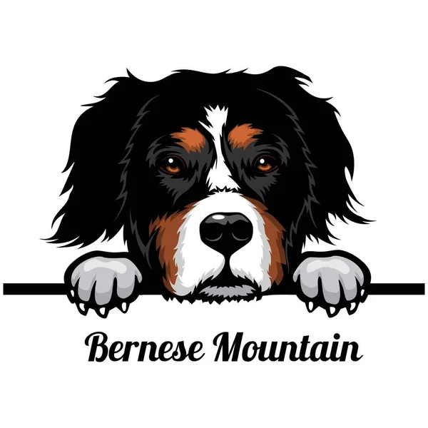 Bernese mountain dog Vector Art Stock Images | Depositphotos