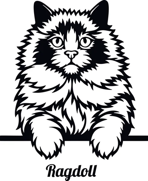 Ragdoll Cat - kočičí plemeno. Kočičí plemeno hlava izolované na bílém pozadí — Stockový vektor