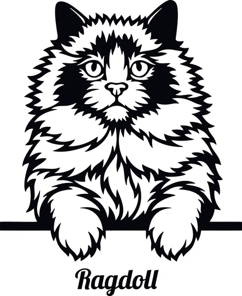 Ragdoll Cat - Cat breed. Cat breed head isolated on a white background