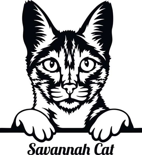 Savannah Cat - порода кошек. Голова породы кота изолирована на белом фоне Стоковая Иллюстрация